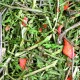 Gedroogde groene huisdierenvoermix met kleine rode groentestukken, ideaal voor kleine dieren zoals konijnen of cavia's.