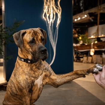 Gestromter Hund trägt ein schwarzes Halsband mit dem Text "Woof Woof", streckt im Innenraum die Pfote zu einer menschlichen Hand aus.