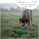 Grüner Romner's Hundetrainingsdummy mit Seilgriff und orangefarbenem Akzent.