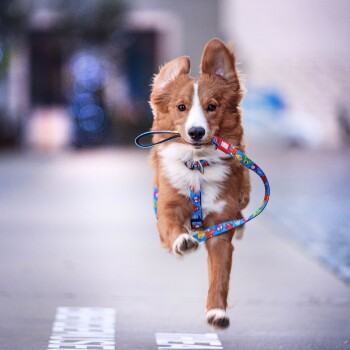 Braun-weißer Hund läuft mit einer bunten Marvel-Themenleine im Maul auf dem Bürgersteig.