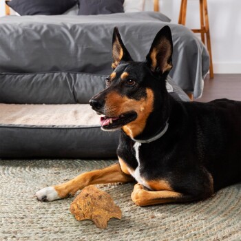 Ein schwarz-brauner Hund liegt auf einem gewebten Teppich neben einem Kauspielzeug, mit einem gemütlichen Bett im Hintergrund.
