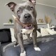 Ein verspielter grauer Pitbull mit braunen Augen steht auf einer grauen Couch, hält ein Kauspielzeug im Mund und ist von dekorativen Kissen umgeben.