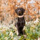 Ein schwarzer Labrador-Retriever sitzt zwischen weißen Blumen und grünen Blättern, trägt ein buntes Halsband und eine Leine, mit herbstlichem Laub im Hintergrund.