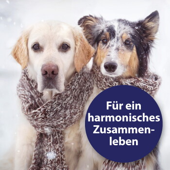 Zwei Hunde (Labrador und Collie) teilen einen gestrickten Schal im Schnee; blaues Abzeichen mit der Aufschrift Für ein harmonisches Zusammenleben.
