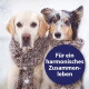 Zwei Hunde (Labrador und Collie) teilen einen gestrickten Schal im Schnee; blaues Abzeichen mit der Aufschrift Für ein harmonisches Zusammenleben.
