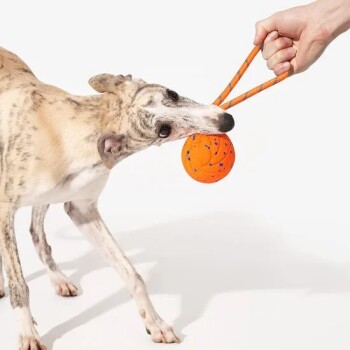 Whippet zieht an einem gesprenkelten orangefarbenen Ball an einem Seil, das von einer Hand gehalten wird, vor weißem Hintergrund.