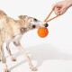 Whippet zieht an einem gesprenkelten orangefarbenen Ball an einem Seil, das von einer Hand gehalten wird, vor weißem Hintergrund.