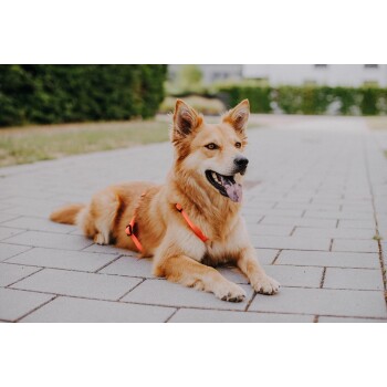 Ein glücklicher goldenfarbener Hund liegt auf einem gepflasterten Weg, trägt ein oranges Geschirr, mit herausgestreckter Zunge und freundlichem Ausdruck.