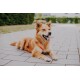 Ein glücklicher goldenfarbener Hund liegt auf einem gepflasterten Weg, trägt ein oranges Geschirr, mit herausgestreckter Zunge und freundlichem Ausdruck.