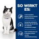 Katze mit blauem Halsband neben Text über die Vorteile eines Haustierprodukts: leichte Verdauung, präbiotische Mischung, Elektrolyte und B-Vitamine.