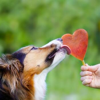 Silikonform in hellgrün mit drei Formen: einem Herz, einer Flasche und einem Pfotenabdruck, entworfen für Haustier-Leckerlis.