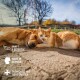 Rote Katze und goldener Hund liegen zusammen im Freien; Text: SANFT & EFFEKTIV, MADE IN GERMANY, ENTWICKELT MIT TIEREXPERTEN.