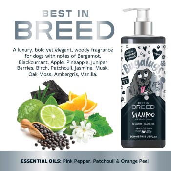 Hundeshampoo-Flasche "Best in Breed" mit schwarz-weißer Gestaltung, Cartoon-Hund und Etiketten für vegan, in Großbritannien hergestellt, pH-ausgeglichen und parabenfrei.