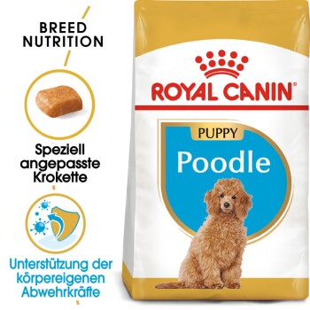 BHN Poodle Puppy 3kg