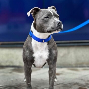 Ein grau-weißer Hund mit einem blauen Halsband steht auf einem Bürgersteig, mit einem verschwommenen Hintergrund.