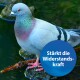 Nahaufnahme einer grauen Taube mit schillerndem Gefieder auf einem Stein am Wasser, mit einem blauen Kreis, der sagt: "Stärkt die Widerstandskraft."
