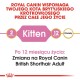 Opakowanie karmy dla kotów Royal Canin, zawierające tekst o wspieraniu kociąt rasy British Shorthair, z oznaczeniami wieku dla 2 i 12 miesięcy.