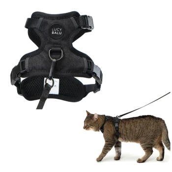 Eine getigerte Katze, die ein schwarzes Geschirr und eine Leine trägt, läuft vor einem weißen Hintergrund.