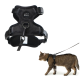 Eine getigerte Katze, die ein schwarzes Geschirr und eine Leine trägt, läuft vor einem weißen Hintergrund.