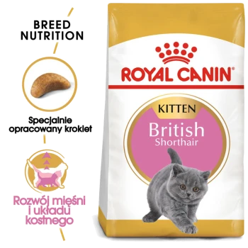 Karma dla kociąt Royal Canin dla brytyjskich krótkowłosych, z zabawnym szarym kociakiem i tekstem o odżywianiu dla zdrowia mięśni i kości.
