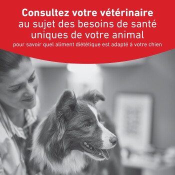 Border collie avec un vétérinaire souriant sous une bannière rouge : consultez votre vétérinaire au sujet des besoins de santé spécifiques de votre animal.