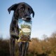 Ein schwarzer Hund hält einen Beutel mit Haustiersnacks mit der Aufschrift "Landgut-Happen mit Insekten" im Mund, vor einem natürlichen Außenhintergrund.