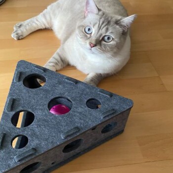 Eine hellfarbige Katze mit blauen Augen liegt neben einem dreieckigen grauen Filzspielzeug mit Löchern, das einen rosa Ball im Inneren zeigt.