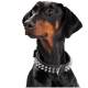 Eine Nahaufnahme des Kopfes eines Dobermanns, der ein stacheliges schwarzes Halsband trägt, das sein glänzendes Fell und seinen aufmerksamen Ausdruck zeigt.