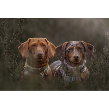 Zwei kleine braune Hunde sitzen im hohen Gras; der linke Hund zwinkert, beide tragen Halsbänder und Anhänger; das Gesicht des rechten Hundes ist verschwommen.