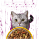 Graue getigerte Katze mit großen gelben Augen über einer Futterschüssel auf lila Hintergrund; deutscher Text „Unwiderstehliche Köstlichkeit.“
