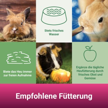 Bild eines Kaninchens und eines Meerschweinchens mit Fütterungstipps: "Frisches Wasser," "Freies Heu," "Tägliche Früchte und Gemüse." Unterer Text: "Empfohlene Fütterung."
