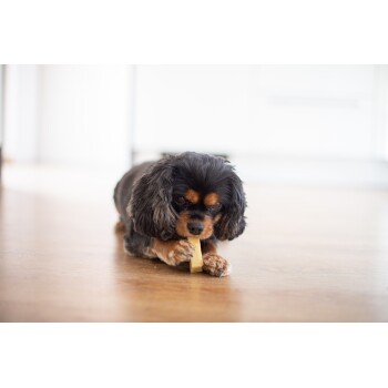 Ein kleiner, flauschiger Hund mit schwarz-braunem Fell liegt auf einem Holzboden und kaut auf einem Knochen.