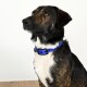 Eine Nahaufnahme eines braun-schwarzen Hundes mit einem leuchtend blauen Halsband, der zur Seite schaut, vor einem weißen Hintergrund.