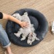 Kleiner Schnauzer mit Haarklammern auf rundem grauem Plüschbett auf einem Teppich, Hand streichelt; Zeitschriften mit grünem Text.