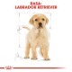 Labrador Retriever Puppy 3 kg