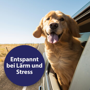 Golden Retriever lehnt aus dem Autofenster auf einer offenen Straße; blauer Kreis mit der Aufschrift Entspannt bei Lärm und Stress.