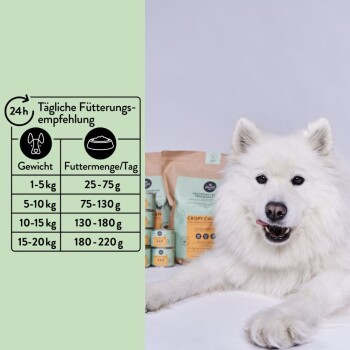 Ein flauschiger weißer Samojede sitzt vor Haustierfutterprodukten, mit einem Diagramm auf der linken Seite, das tägliche Fütterungsempfehlungen basierend auf dem Gewicht zeigt.