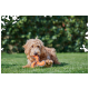 Een fluffy goudbruin hond ligt op groen gras, speels kauwend op een oranje hondenspeeltje in de vorm van een bot.