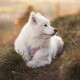 Weißer, fluffiger Hund vom Samojeden-Typ trägt ein lila Geschirr mit gelbem Anhänger, liegt bei Sonnenuntergang im Gras und schaut nach rechts.