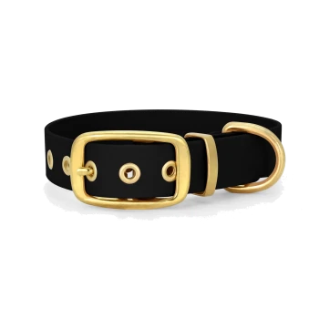 Schwarzes Haustierhalsband mit goldener Schnalle und Beschlägen, das mehrere Löcher zur Anpassung aufweist.
