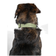 Eine Nahaufnahme des Rückens eines Hundes, mit einem grünen Halsband, auf dem der Text "DOG DAD" sichtbar ist. Das Fell des Hundes ist eine Mischung aus Braun und Schwarz.