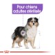 Illustration d'un chien avec le texte "Pour chiens adultes stérilisés" au-dessus, indiquant qu'il est destiné aux chiens adultes stérilisés.