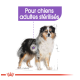 Illustration d'un chien avec le texte "Pour chiens adultes stérilisés" au-dessus, indiquant qu'il est destiné aux chiens adultes stérilisés.