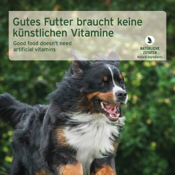 Ein glücklicher Berner Sennenhund, der im Freien läuft, mit einem Textüberlagerung, der besagt: "Gutes Futter benötigt keine künstlichen Vitamine" auf Deutsch und Englisch.