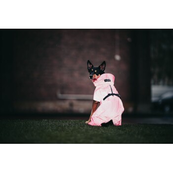 Ein Hund trägt einen leuchtend pinken Regenmantel mit Kapuze, sitzt auf Gras und schaut zurück, mit einer verschwommenen Ziegelwand im Hintergrund.