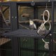Zwei Nymphensittiche sitzen auf einem Metallregal in einem geräumigen Vogelkäfig, mit sichtbaren Holzästen und einem Seilspielzeug im Hintergrund.