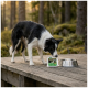 Border Collie schnüffelt an einer grünen Futterschale mit der Aufschrift 'WILDERNESS' neben einer Metallschüssel auf einem hölzernen Steg im Wald.