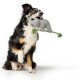 Hundespielzeug Rio 26 cm