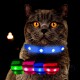 Eine Nahaufnahme einer grauen Katze mit auffälligen orangefarbenen Augen, die ein blaues LED-Halsband trägt, mit grünen, rosa und roten Halsbandoptionen, die darunter angezeigt werden.
