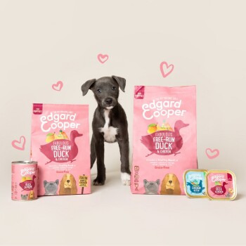 Un chiot se tient entre deux sacs de nourriture pour chiens Edgard Cooper, étiquetés "Fabulous Free-Run Duck & Chicken," avec une boîte et deux plateaux de nourriture à proximité.